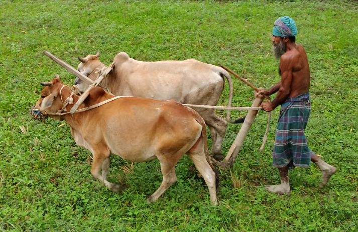 লাঙ্গল দিয়ে হাল চাষ করে এখনো সংসার চালাচ্ছেন রায়গঞ্জের সাইফুল ইসলাম